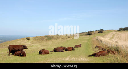 South Downs National Park, Sussex, England, UK. Cows on the South Downs Way which crosses farmland along the top of the hills. Cows, South Downs Way. Stock Photo