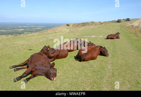 South Downs National Park, Sussex, England UK. Sunbathing cows on the South Downs Way which crosses farmland on the top of the hills. South Downs Way. Stock Photo