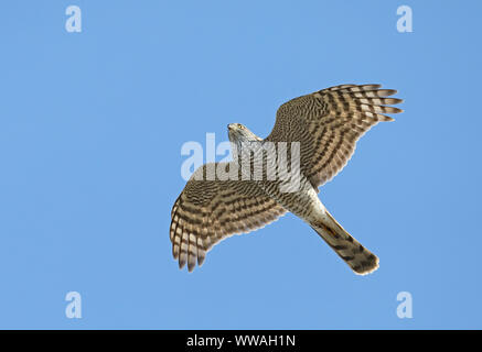 Sparrowhawk flying / Sparrowhawk flight, migration Stock Photo