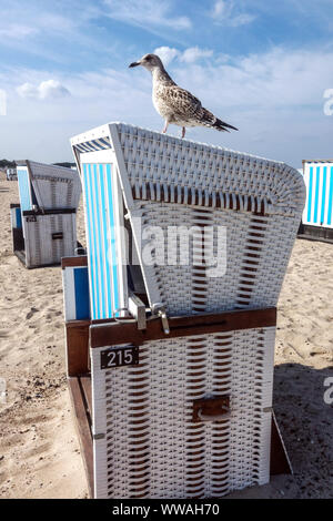 Germany Warnemunde beach, Seagull on a beach chair bird Baltic Sea Germany Warnemunde Germany coast strandkorb niemand Stock Photo
