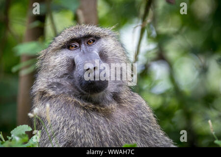 Portrait of olive baboon (Papio anubis) sitting in Bwindi Impenetrable Forest, Uganda Stock Photo