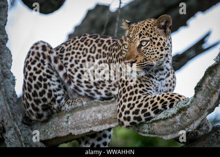 Portrait of female leopard (Panthera pardus) resting on branch, Uganda Stock Photo