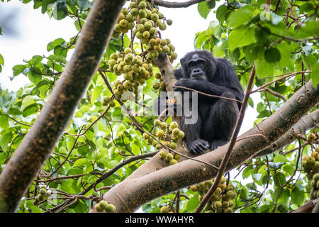 Chimpanzee (Pan troglodytes) eating figs in the treetops in Kibale National Park, Uganda Stock Photo