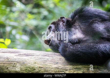 Portrait of male chimpanzee (Pan troglodytes) resting on tree trunk in Kibale National Park, Uganda Stock Photo