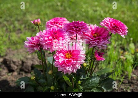 Pink dahlia flowers on flowerbed in garden Stock Photo