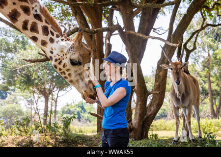 Woman wearing fedora feeding giraffe in Uganda Wildlife Education Centre, Entebbe, Uganda Stock Photo