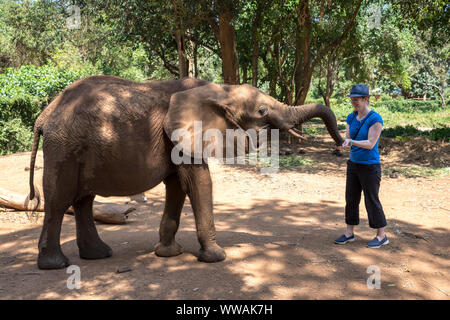 Woman wearing fedora feeding young elephant in Uganda Wildlife Education Centre, Entebbe, Uganda Stock Photo