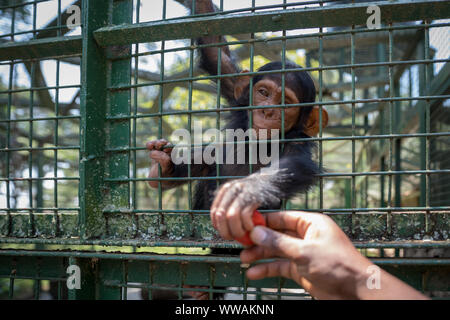 Portrait of baby chimpanzee (Pan troglodytes) in a caged enclosure in Uganda Wildlife Education Centre, Entebbe, Uganda Stock Photo