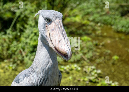 Portrait of shoebill (Balaeniceps rex) stork with scratched beak, Entebbe, Uganda Stock Photo