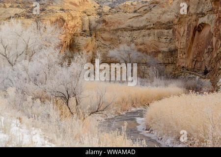 Frosted cottonwoods in the Fremont River canyon, in the Waterpocket Fold, Capitol Reef National Park, Utah, USA Stock Photo