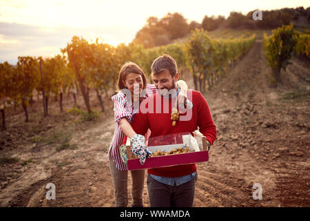 Winegrower young smiling couple harvesting grapes in vineyard to make wine Stock Photo