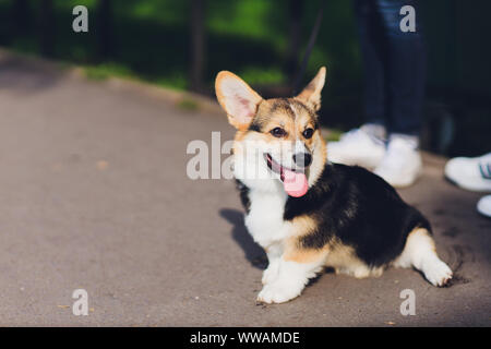 Happy and active purebred Welsh Corgi dog outdoors in the grass on a sunny summer day Stock Photo