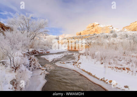 Frosted cottonwoods and the Fremont River in the Fremont Canyon, Capitol Reef National Park, Utah, USA Stock Photo