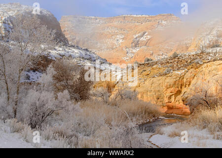 Frosted cottonwoods in the Fremont River Canyon, Capitol Reef National Park, Utah, USA Stock Photo