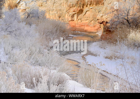 Frosted cottonwoods and the Fremont River in the Fremont Canyon, Capitol Reef National Park, Utah, USA Stock Photo