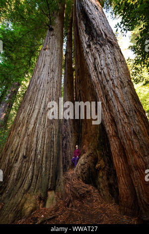 A woman inside a giant Sequoia and redwood trees, some of the largest trees on earth, along the California Coast at the Redwoods National and state pa