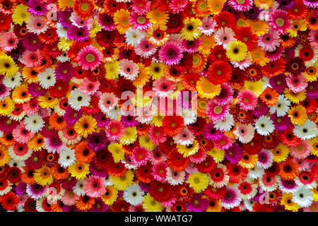 Red, pink, yellow and white asters. Floral background. Stock Photo