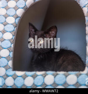 black kitten Stock Photo