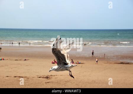 A seagull flies along the beach of St Bees, looking for food near the beach visitors. West coast of England, near Lake District. North-west Europe. Stock Photo