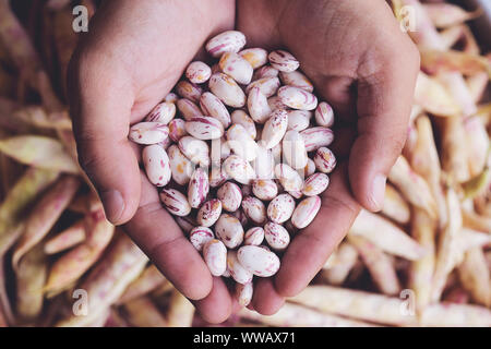 Phaseolus vulgaris is scientific name of Sugar Bean legume. Also known as Feijao Rajado or Frijol Canaval. Person with grains in hand. Macro. Whole fo Stock Photo