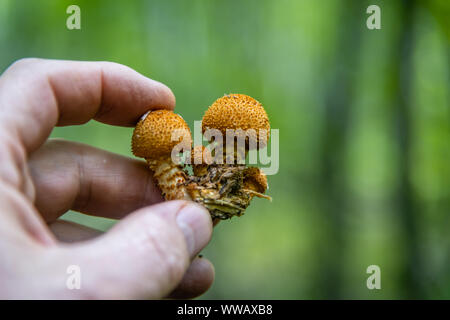 Honey Agaric mushrooms grow on tree in autumn forest. Stock Photo