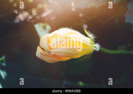 Green plant with unripe squash and yellow blossoms in garden Stock Photo
