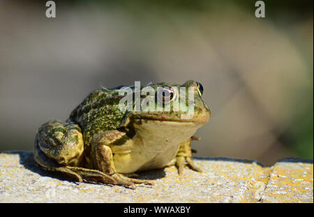 Marsh Frog basking in sunshine, Romania wildlife Stock Photo
