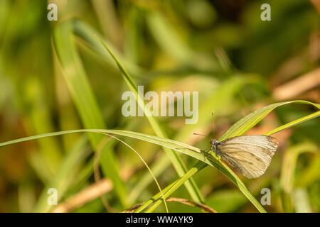 a close-up of a white butterfly sitting on a green blade of grass in the sunshine Stock Photo