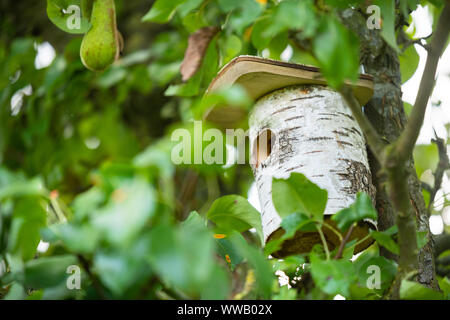 a bird  house is hidden deep in a tree so that the birds can nest Stock Photo