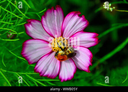 Beautiful fluffy bumblebee pollinating white with pink cosmos flower in the garden, close up