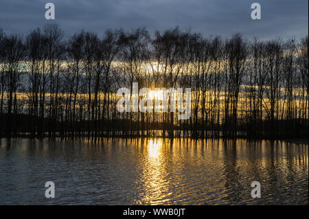 Flooded fields reflecting the early morning sun. The Rhine has overflowed its banks. Stock Photo