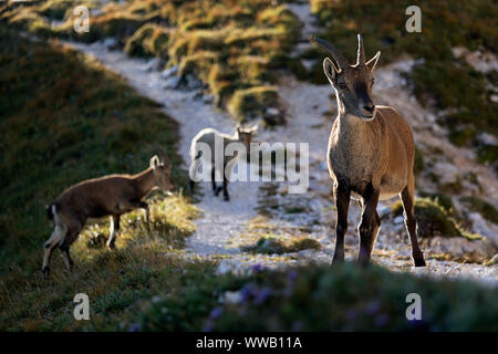 Alpine ibex (Capra ibex, Capra ibex ibex), female with their young animals in autumn, Sella Nevea, Montasi, Italian alps, Italy Stock Photo