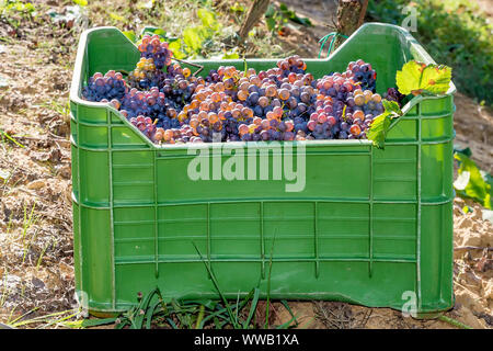 Green plastic box full of bunches of black grapes resting on the ground in the vineyard during the harvest Stock Photo