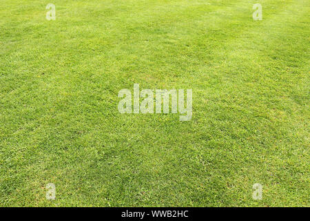 A short cut green grass lawn texture Stock Photo