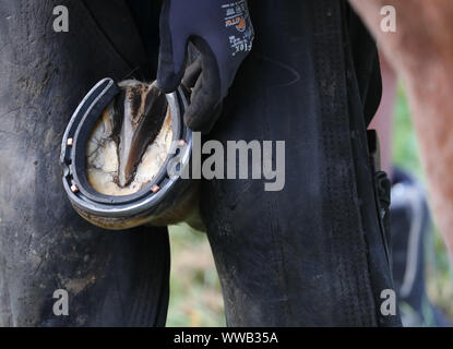 A farrier fitting a new horse shoe Stock Photo