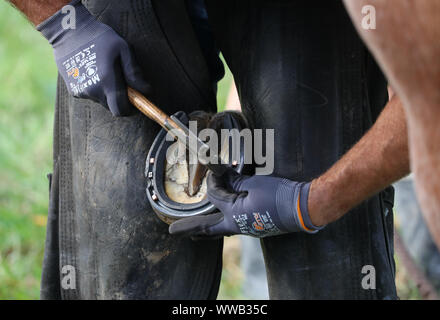 A farrier fitting a new horse shoe Stock Photo