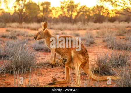 Side view of red kangaroo with a joey in a pocket, Macropus rufus, on the red sand of outback central Australia. Australian Marsupial in Northern Stock Photo