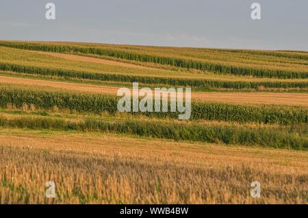 Beautiful summer afternoon landscape. Golden illuminated farmland in the countryside. Stock Photo