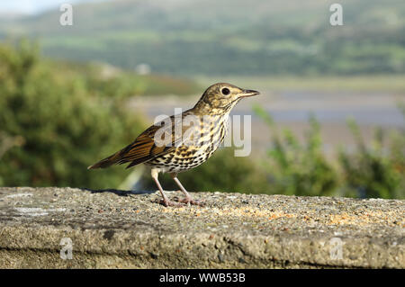 Thrush in North Wales, UK. Stock Photo