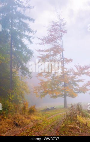 beautiful forest scenery in foggy weather. foliage on trees in amazing fall colors. bench near the path down the hill. uncertainty mood concept Stock Photo