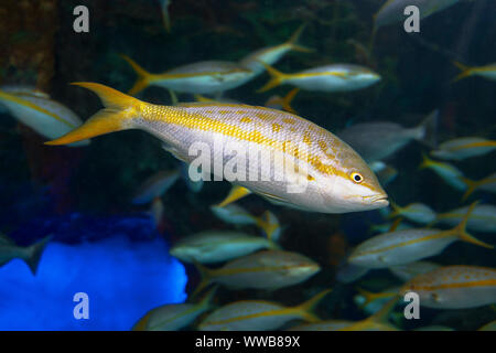 Yellowtail Snapper, Ocyurus Chrysurus, Fish, Ripley's Aquarium of Canada Stock Photo