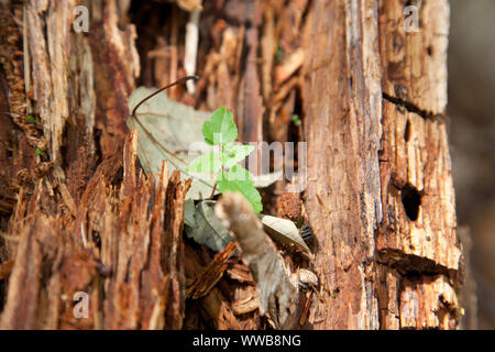 A small green plant grows inside the bark of an old tree outside with copy space Stock Photo
