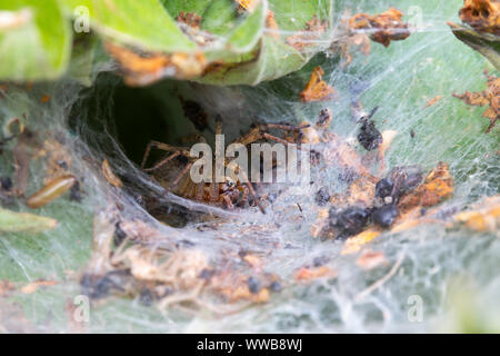 labyrinth spider [ Agelena labyrinthica ] in web Stock Photo