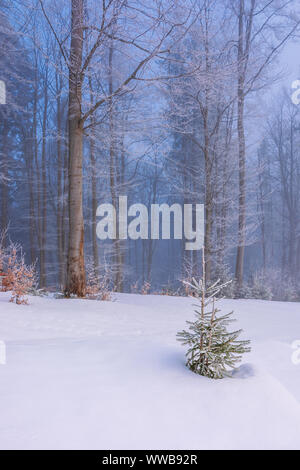 enchanted winter scenery. small spruce tree in hoarfrost on a snow covered meadow in front of a beech forest in morning mist. cute christmas backgroun Stock Photo