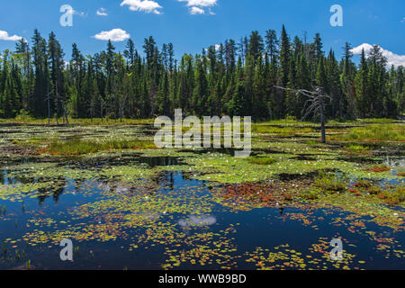 Boreal landscape in summer- reflections in a wetland pond, Cartier, Ontario, Canada Stock Photo