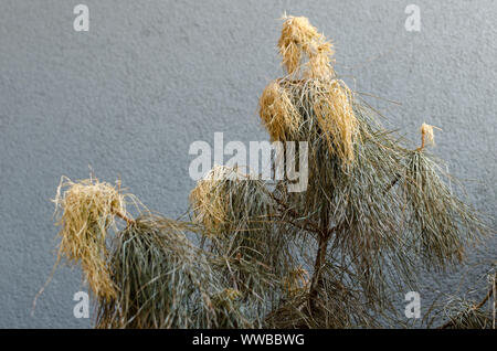 Dried himalayan pine in the pot against grey wall background on the balcony. Close up. Dry pine tree after very hot summer in Poland, Europe. Stock Photo