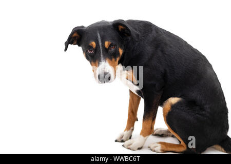 Appenzeller Mountain Dog sitting in front of white background Stock Photo