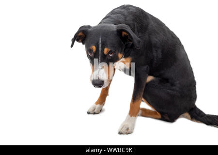 Appenzeller Mountain Dog sitting in front of white background Stock Photo