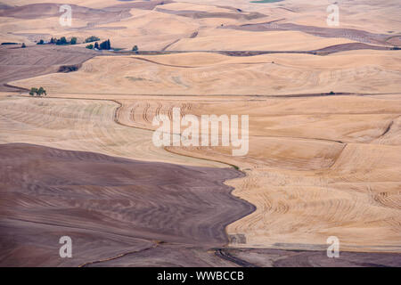 Mowing and harvest patterns in the Palouse landscape at dawn in late summer, Steptoe Butte State Park, Washington, USA Stock Photo