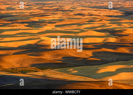 Mowing and harvest patterns in the Palouse landscape at dawn in late summer, Steptoe Butte State Park, Washington, USA Stock Photo